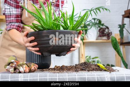 Les mains de la femme dans un tablier la mise en pot, la transplantation et la reproduction est la séparation des enfants de la plante Aloe Vera. Banque D'Images