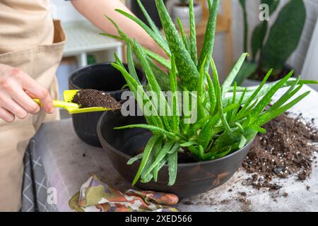 Les mains de la femme dans un tablier la mise en pot, la transplantation et la reproduction est la séparation des enfants de la plante Aloe Vera. Banque D'Images