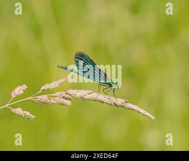 Calopteryx virgo, Damselfly à ailes bleues Banque D'Images