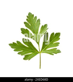 Une feuille de persil frais sur un fond blanc. Une branche de légumes verts pour la cuisine. Banque D'Images