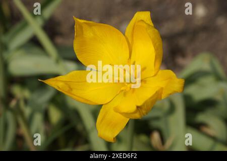 Tulipa sylvestris, tulipe des bois Banque D'Images