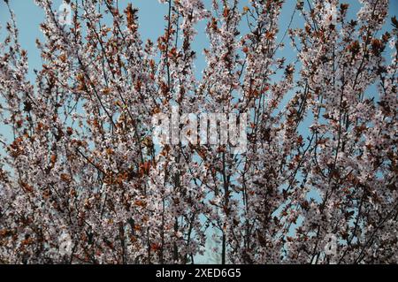 Prunus cerasifera nigra, prune à feuilles violettes Banque D'Images