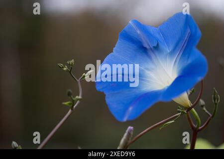 Morning Glory gros plan avec fond doux pour le texte Banque D'Images