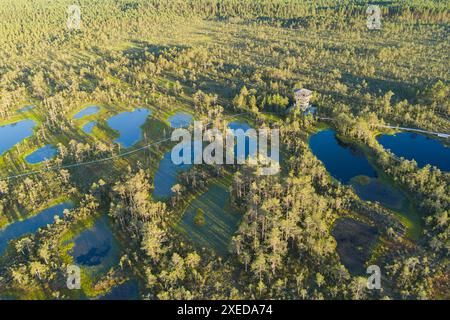 Estonien site naturel local marais Viru, photo drone en été. Banque D'Images