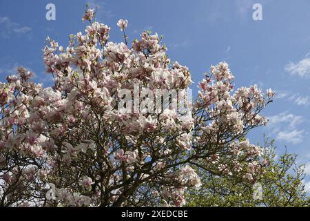 Magnolia x soulangiana, soucoupe magnolia Banque D'Images