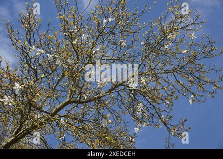 Magnolia salicifolia, magnolia à saule Banque D'Images