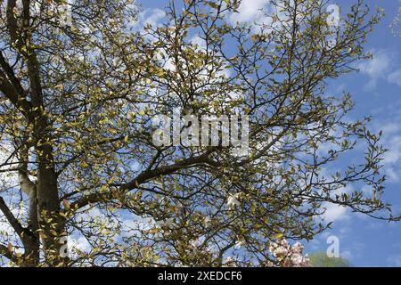 Magnolia salicifolia, magnolia à saule Banque D'Images