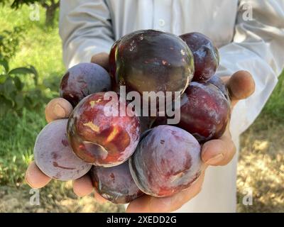 Kandahar, province afghane de Kandahar. 27 juin 2024. Un agriculteur tient des prunes dans un verger à la périphérie du district de Zhari, dans la province de Kandahar, au sud de l'Afghanistan, le 27 juin 2024. Alors que la saison de récolte des prunes commence, les agriculteurs sont occupés à récolter des fruits frais à la périphérie de la province de Kandahar, dans le sud de l'Afghanistan. Crédit : Arghand/Xinhua/Alamy Live News Banque D'Images