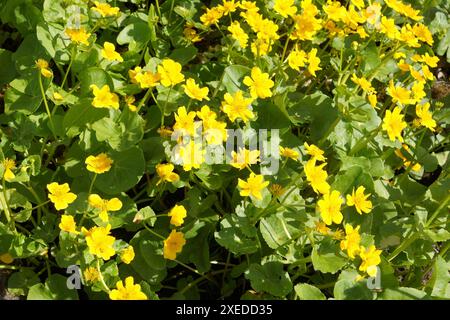 Maltha palustris, marais-marigold Banque D'Images