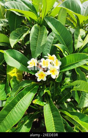 Frangipani Blossom, Maurice Banque D'Images