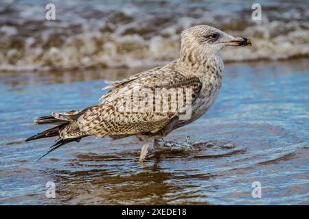 Grand goéland à dos noir (Larus marinus Banque D'Images