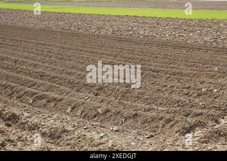 Solanum tuberosum, pomme de terre, kultivation Banque D'Images