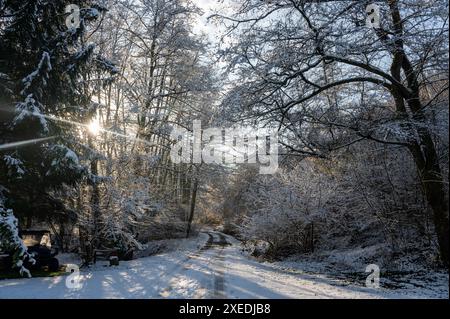 Une route solitaire en hiver, entre les arbres avec de la neige Banque D'Images