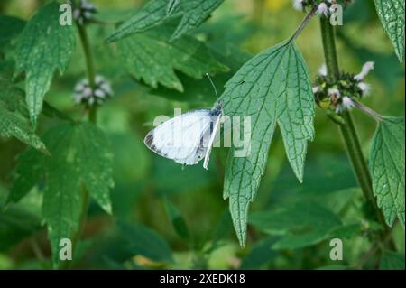 Natur Garten Kohlweissling Ein Grosser Kohlweissling Pieris brassicae in einem Garten in Brandebourg. Der Kohlweissling ist ein Schaedling, dessen Raupen im Gemuesebeet grosse Schaeden anrichten. Der Schaedling tritt in mehreren Generationen im Jahr auf und frisst ueberwiegend Kohlpflanzen. Er ist nur schwer zu bekaempfen. 23.6.2024 *** nature jardin chou papillon blanc Un grand chou papillon blanc Pieris brassicae dans un jardin de Brandebourg le chou papillon blanc est un ravageur dont les chenilles causent de grands dommages dans la parcelle de légumes le ravageur se produit plusieurs générations par an Banque D'Images