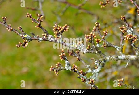 Blackthorn ; bourgeons au printemps juste avant la floraison Banque D'Images