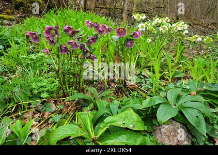 Hellebore violet foncé ; Hellebore rouge; Banque D'Images