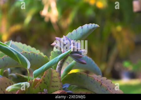 le côté d'une plante succulente se détache et est entouré d'autres feuilles succulentes Banque D'Images