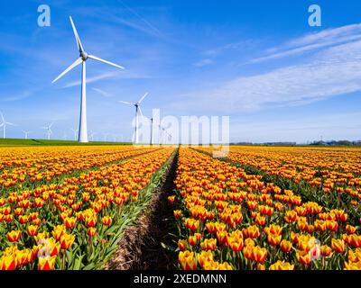 Une scène pittoresque de fleurs de tulipes colorées se balançant dans un champ avec des éoliennes imposantes Banque D'Images