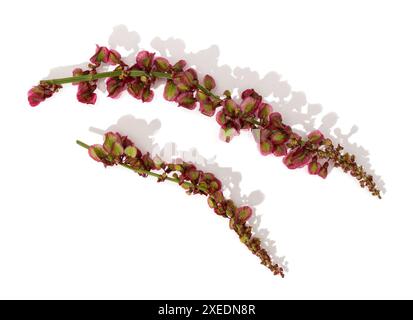 Ramification de fleurs d'oseille commune ou de Rumex acetosa isolée sur fond blanc Banque D'Images