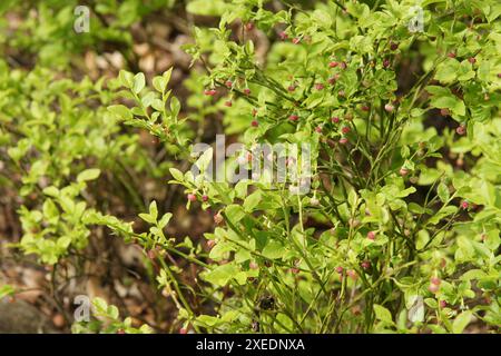 Vaccinium myrtillus, myrtille Banque D'Images