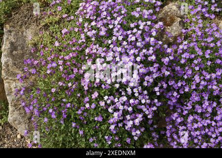 Aubrieta pinardii wallcress Pinards, Banque D'Images