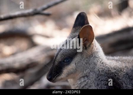 Le rocher wallaby à queue brisée méridionale a une longue queue sombre caractéristique qui est plus ardue vers la pointe. Les wallabies des rochers à queue de brosse ont un blanc Banque D'Images