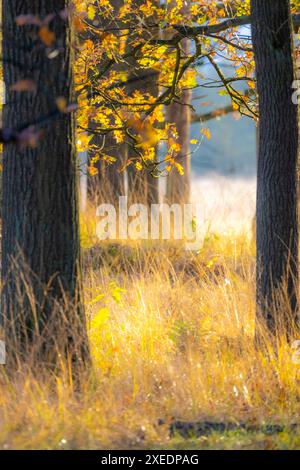 Lumière dorée filtrant à travers les feuilles d'automne dans la forêt Banque D'Images