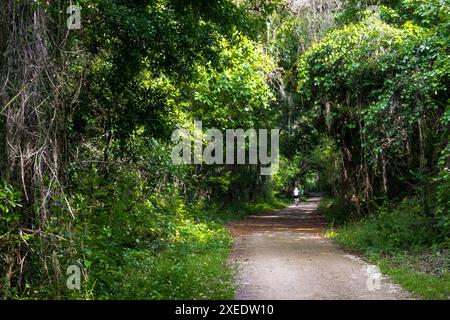 Vue depuis le Lake Apopka Loop Trail, Floride Banque D'Images