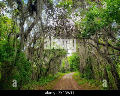 Vue depuis le Lake Apopka Loop Trail, Floride Banque D'Images