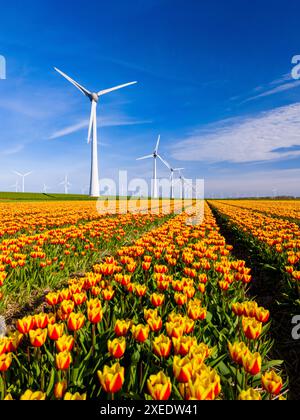 Une vue imprenable sur un champ rempli de tulipes jaunes et rouges vibrantes avec des moulins à vent majestueux Banque D'Images