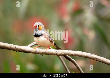 le zèbre mâle finch a un corps gris avec un blanc sous le ventre avec une queue noire et blanche. Il a des joues orange et une bande noire sur son visage Banque D'Images