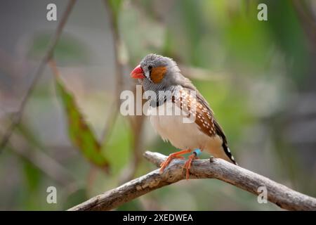 le zèbre mâle finch a un corps gris avec un blanc sous le ventre avec une queue noire et blanche. Il a des joues orange et une bande noire sur son visage Banque D'Images