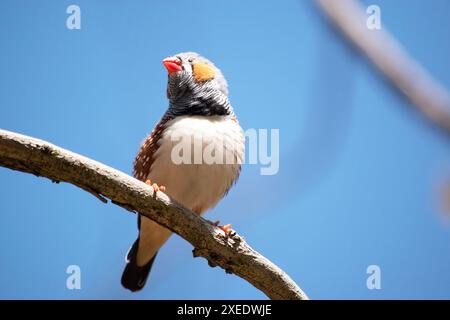 le zèbre mâle finch a un corps gris avec un blanc sous le ventre avec une queue noire et blanche. Il a des joues orange et une bande noire sur son visage Banque D'Images