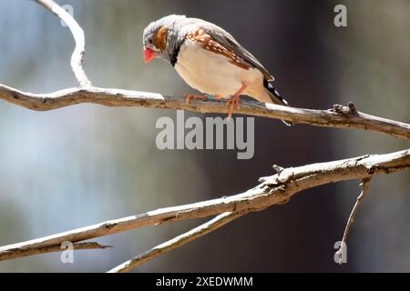 le zèbre mâle finch a un corps gris avec un blanc sous le ventre avec une queue noire et blanche. Il a des joues orange et une bande noire sur son visage Banque D'Images