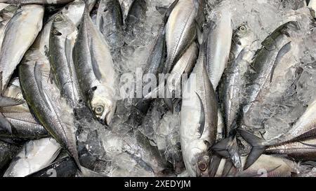 Vue de dessus du poisson frais couvert d'affichage de glace dans le marché humide. Cuisine asiatique. Banque D'Images