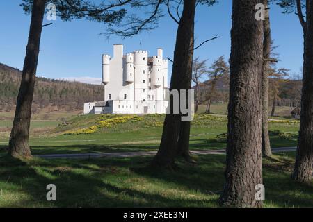 Château de Braemar dans les Highlands d'Écosse entouré d'un tapis de jonquilles au soleil de printemps Banque D'Images