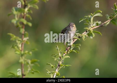 Un Siskin eurasien féminin (Carduelis Spinus) perché sur une tige de framboise (Rubus idaeus) au printemps Banque D'Images