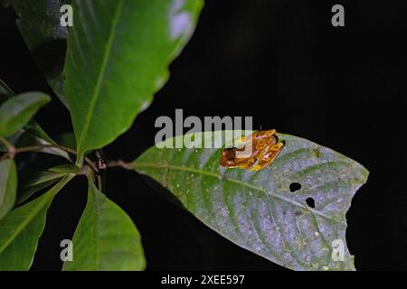 Grenouille d'arbre au museau d'olive dans une forêt tropicale au Costa Rica Banque D'Images