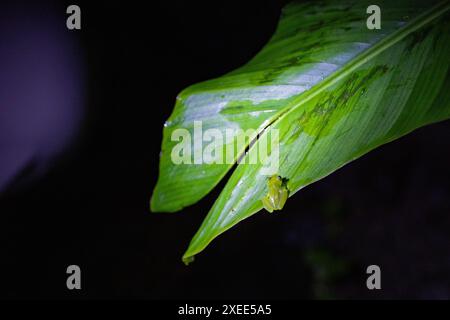 Petite grenouille de verre est assise sur une feuille dans une forêt tropicale au Costa Rica Banque D'Images