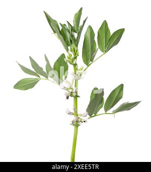 Buisson vert de fèves de fava avec des fleurs, isolé sur fond blanc. Fèves Banque D'Images