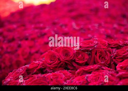Un gros plan de roses rouges sur toute la surface Banque D'Images