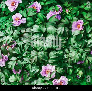 Plante Paeonia en pleine floraison. Grand feuillage de feuilles tropicales avec texture vert foncé. Feuille sans couture Banque D'Images