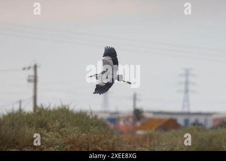 Ardea cinerea - oiseau vole dans le ciel au-dessus d'une ville Banque D'Images