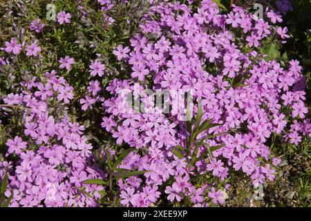 Phlox subulata, phlox de montagne Banque D'Images
