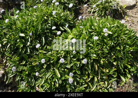 Globularia gracilis, boule de Marguerite Banque D'Images