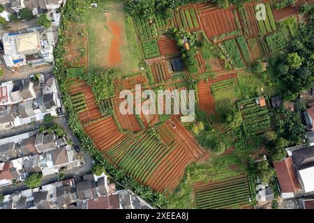 Jakarta. 22 juin 2024. Une photo prise par un drone aérien le 22 juin 2024 montre une ferme urbaine à côté d’un complexe immobilier dans le sud de Tangerang, province de Banten, Indonésie. Les fermes urbaines sont des alternatives pour les résidents de la ville de mener des activités de plantation et d'agriculture en Indonésie. Crédit : Veri Sanovri/Xinhua/Alamy Live News Banque D'Images