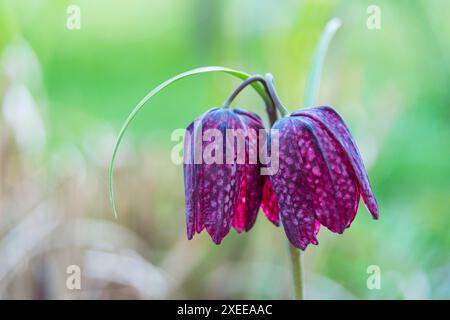 Fritillaria meleagris. Il s'agit d'une espèce eurasienne de plante à fleurs de la famille du lis. Les noms communs sont : tête de serpent, échecs f Banque D'Images