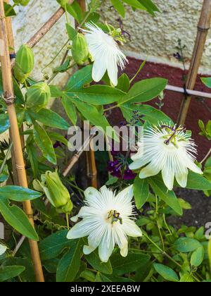 Fleurs blanches teintées vertes de la fleur de passion grimpante à tendon mi-robuste à robuste, Passiflora « Reine des neiges » Banque D'Images