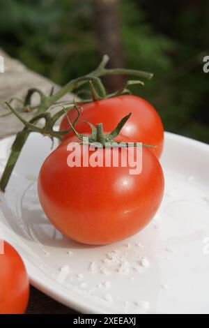 Solanum esculentum, tomate, avec sel Banque D'Images