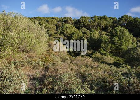 Broussailles méditerranéennes, Puig de Randa, Algaida, Majorque, Îles Baléares, Espagne Banque D'Images